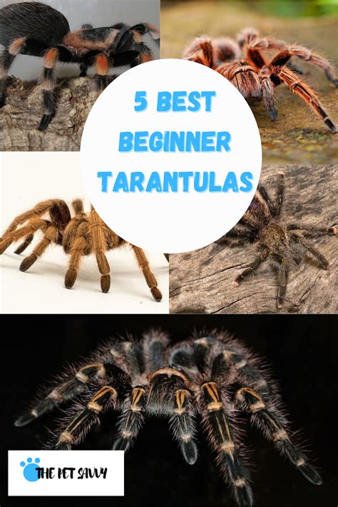 10 Best Beginner Tarantulas .